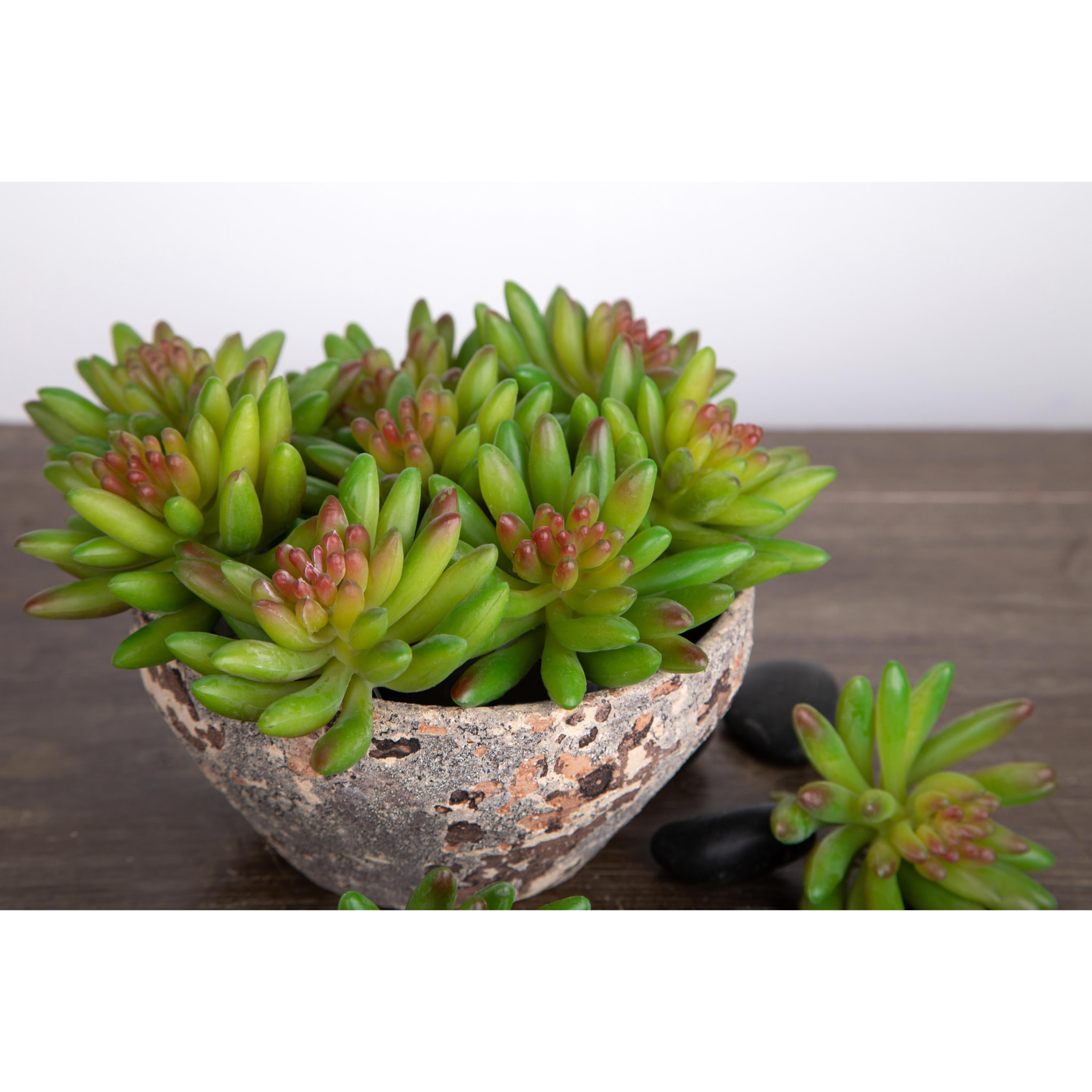 Crassula Cactus. Altezza 9 Cm - Pezzi 6 - 10X9X10cm - Colore: Verde - Bianchi Dino - Piante Artificiali