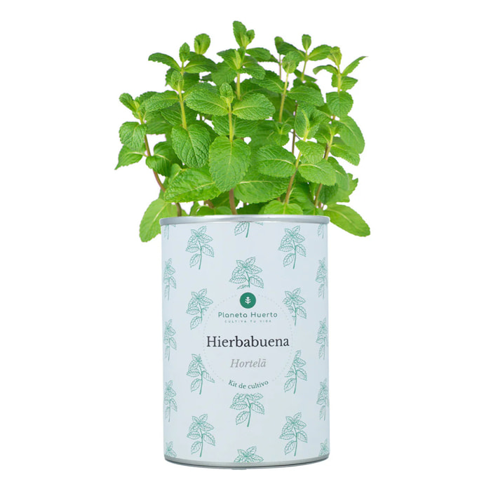 Kit de cultivo aromáticas Hierbabuena Planeta Huerto