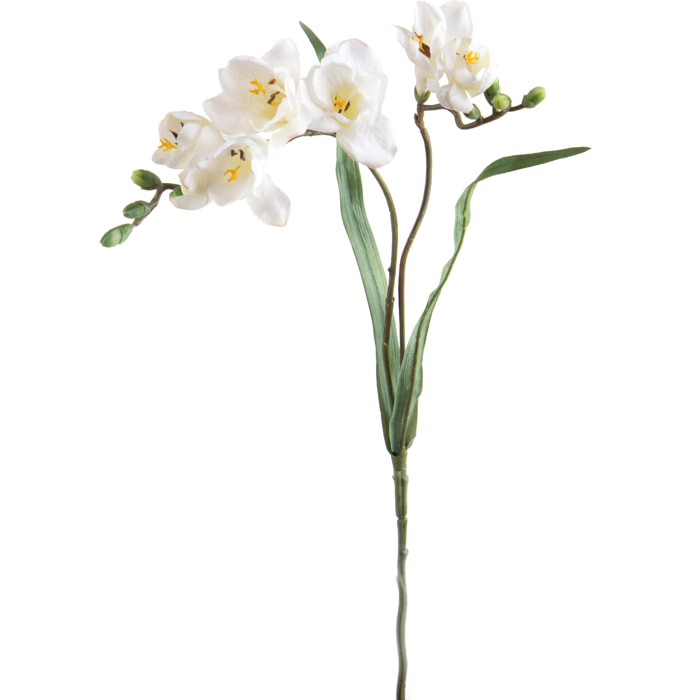 Fiore Di Fresia Con Due Fiori. Altezza 63 Cm Prova - Pezzi 6 - 8X63X6cm - Colore: Bianco - Bianchi Dino - Fiori Artificiali