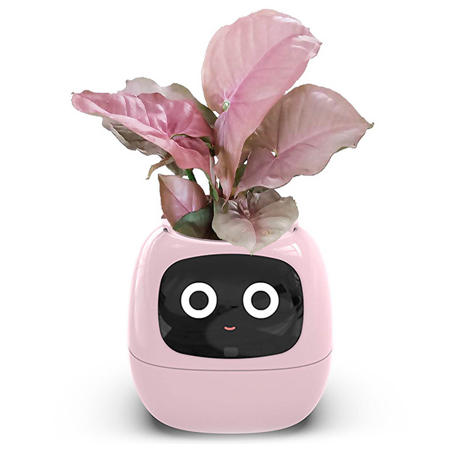 Maceta inteligente Ivy con sensores internos y externos, pantalla interactiva con expresiones faciales, batería de 2000mAh y monitoreo completo de la planta.