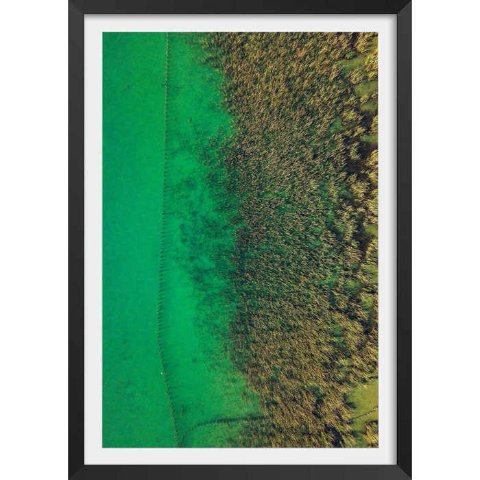 Affiche végétaux et flore aquatique Affiche + cadre en bois - Noir