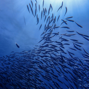 Housse de couette 100 % coton 80 fils Oropesa Bleu