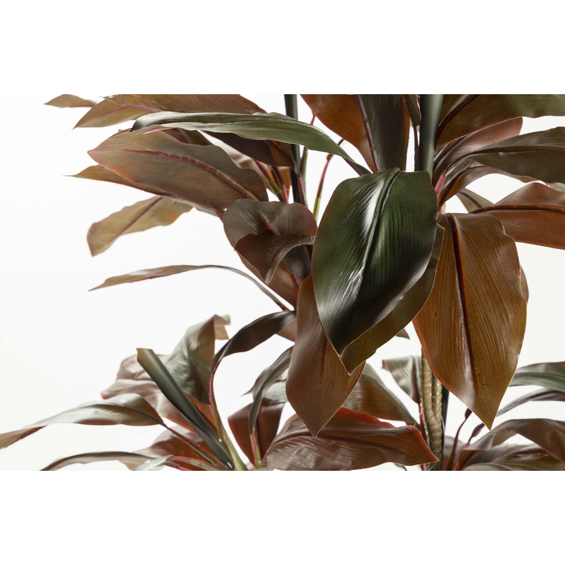 Planta Ordyline Fruticosa 80x80x170 Cm