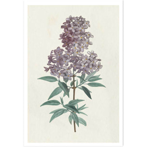 Affiche fleurs de Lilas vintage Affiche seule