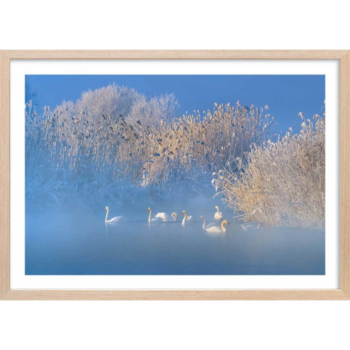 Affiche cygnes dans le givre matinal Affiche + cadre en bois - Chêne