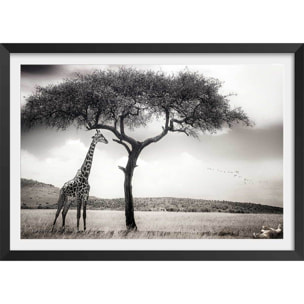 Affiche animaux sous le soleil d' afrique Affiche + cadre en bois - Noir