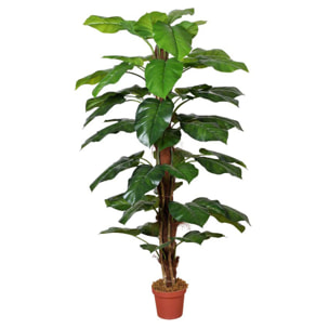 Pothos con vaso - Pezzi 1 - Colore: Verde - 35xH150x35cm - Bianchi Dino