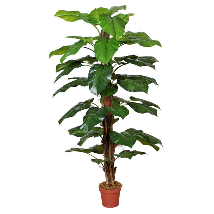 Pothos con vaso - Pezzi 1 - Colore: Verde - 35xH150x35cm - Bianchi Dino