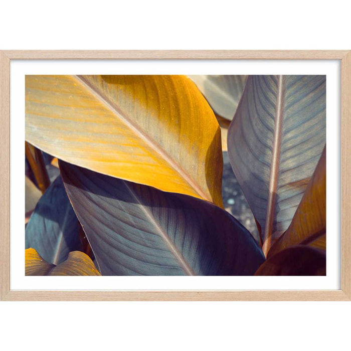 Affiche palm leaves y Affiche + cadre en bois - Chêne