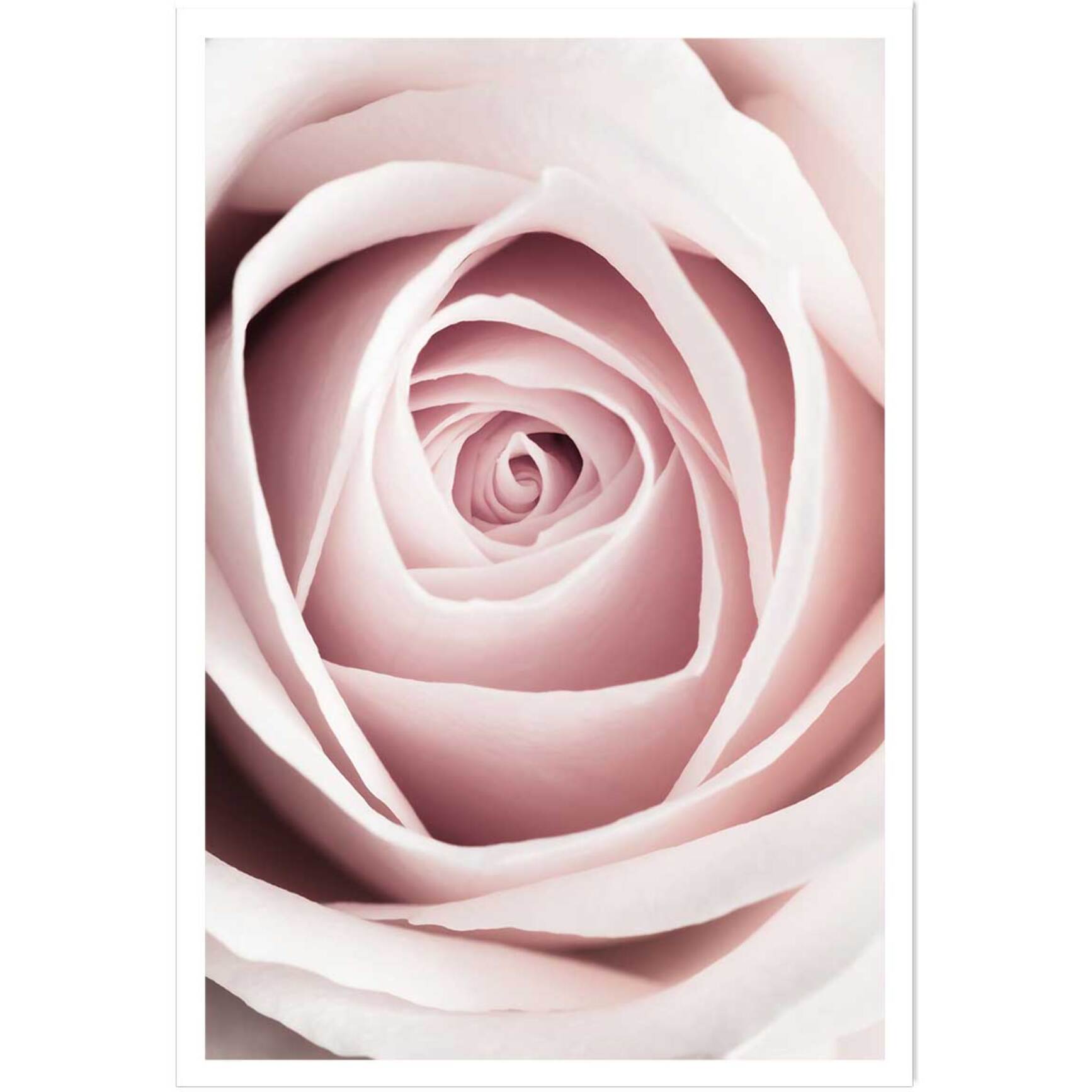 Affiche  coeur de roses Affiche seule