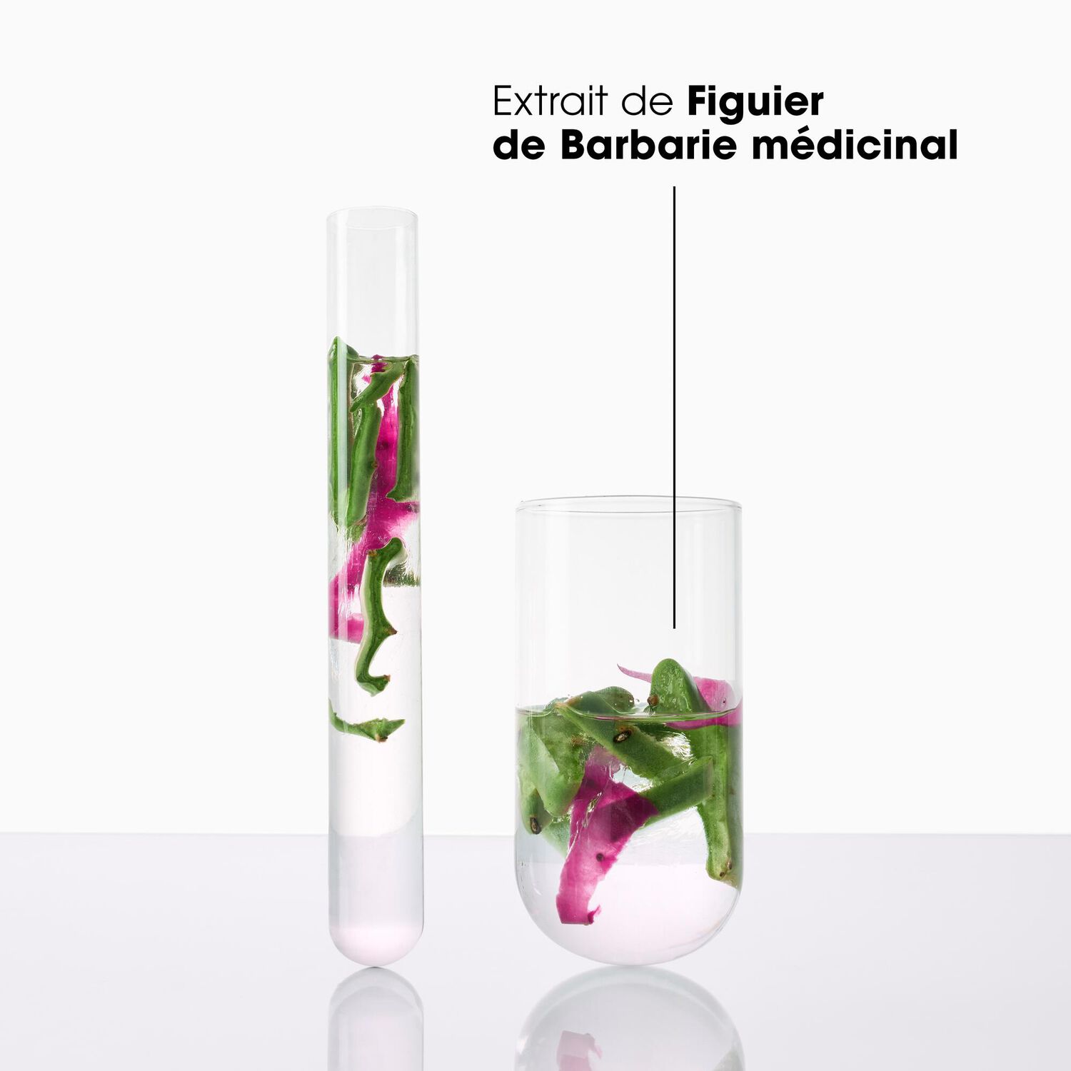 Figuier de Barbarie - Shampoing désaltérant