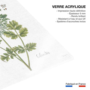 Tableau fleurs Coriandre dessinée Tableau plexiglas