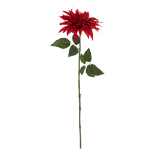 BCH DAHLIA ROUGE H68