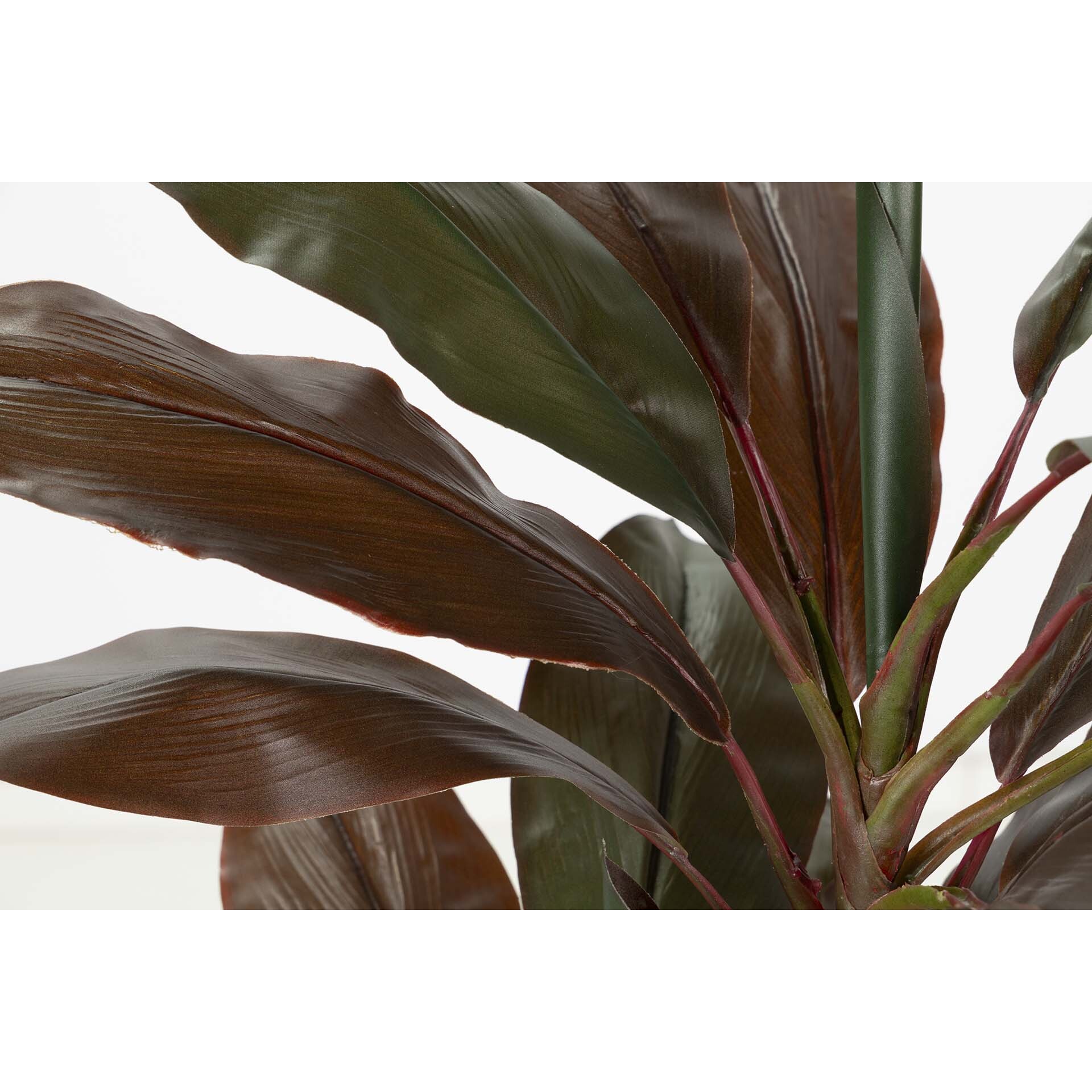 Planta Cordyline Fruticosa 70x60x110 Cm