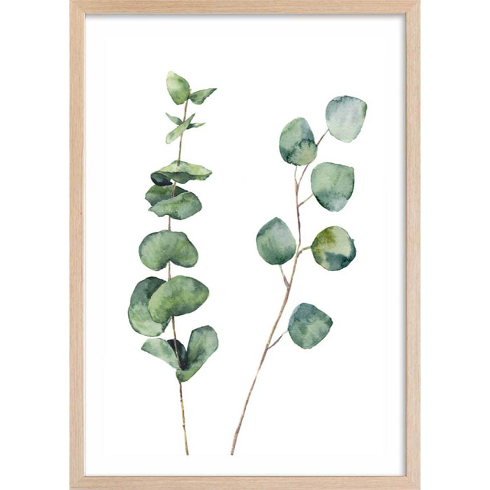Affiche nature aquarelle feuille d' eucalyptus Affiche + cadre en bois - Chêne
