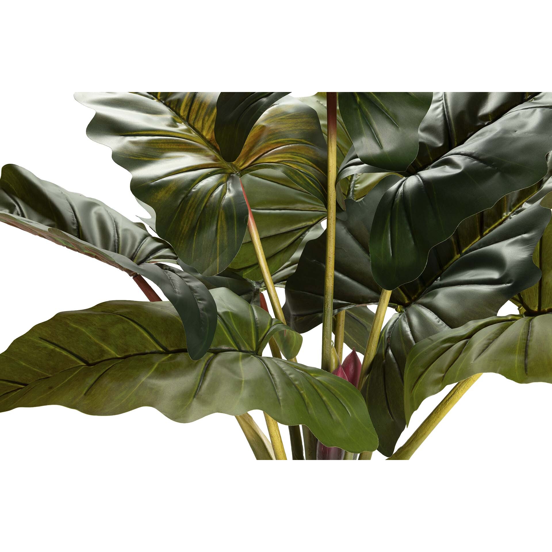 Planta Colocasia Esculenta 130x130x165 Cm