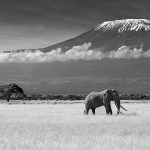 Tableau elephant et kilimanjaro Toile imprimée