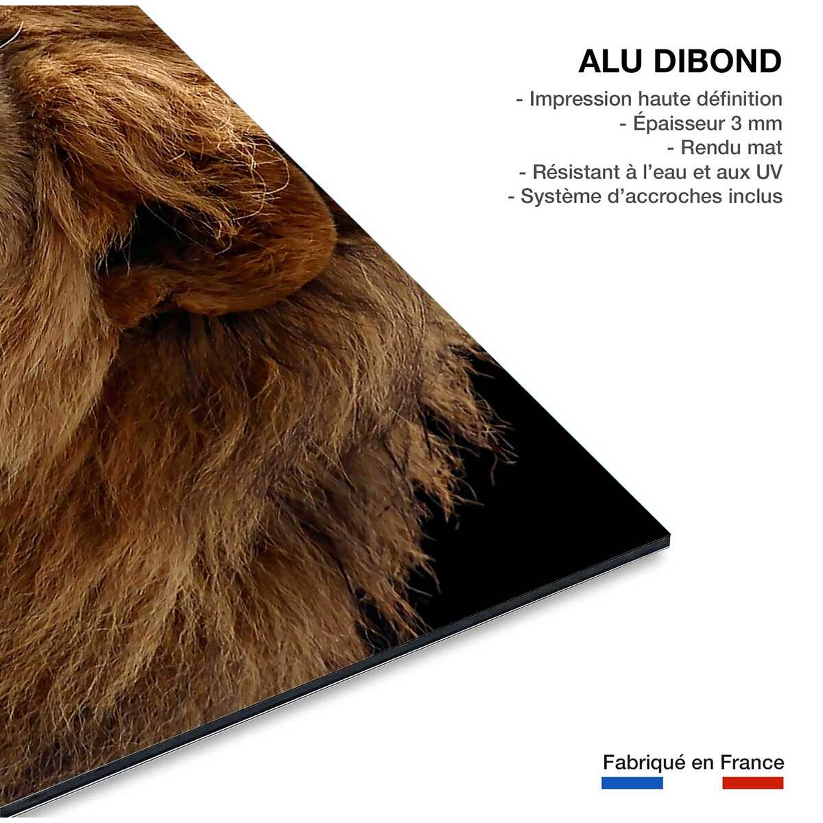 Tableau lion Tableau alu Dibond