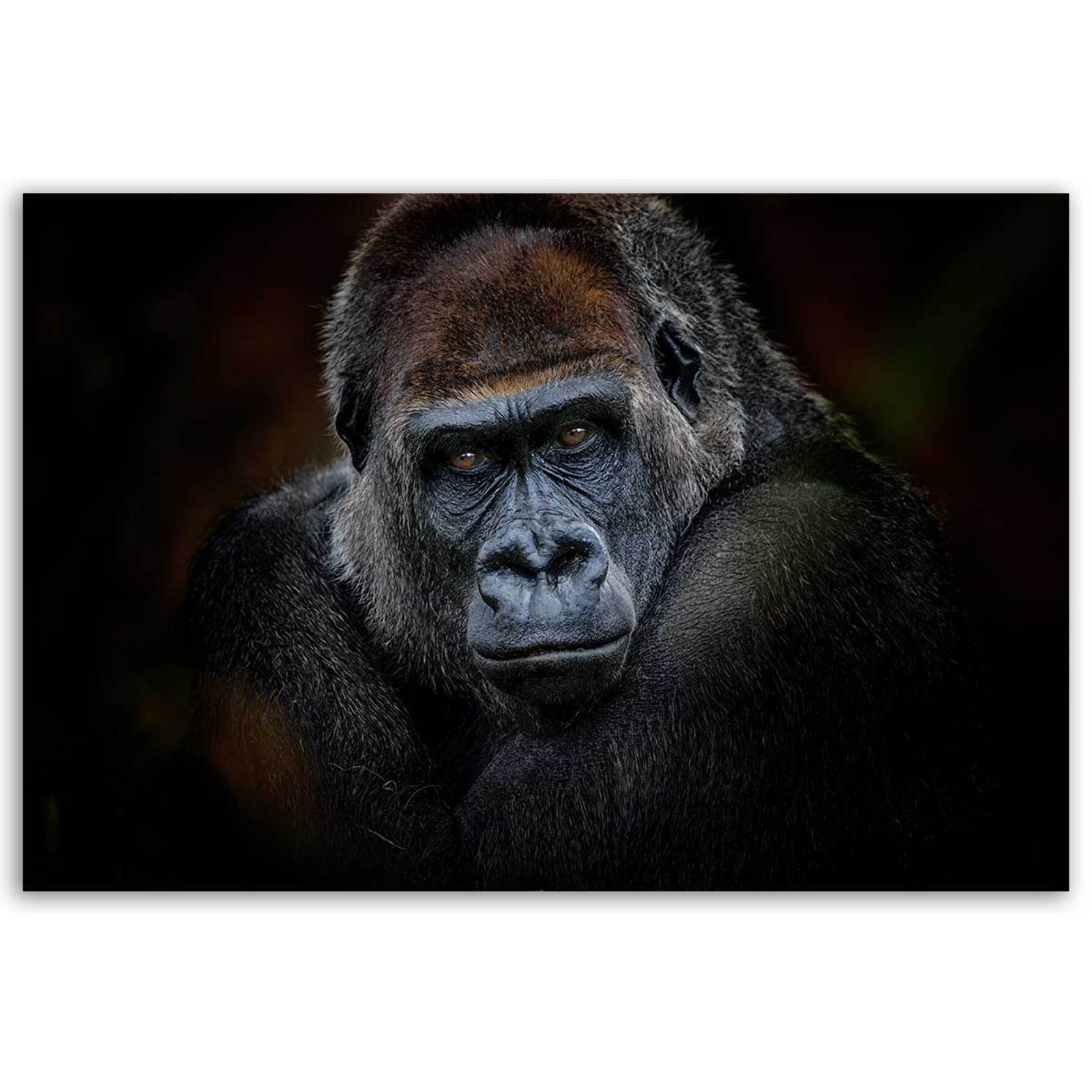 Tableau portrait gorille au regard intense fond sombre Toile imprimée