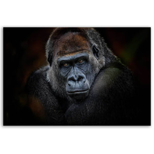 Tableau portrait gorille au regard intense fond sombre Toile imprimée
