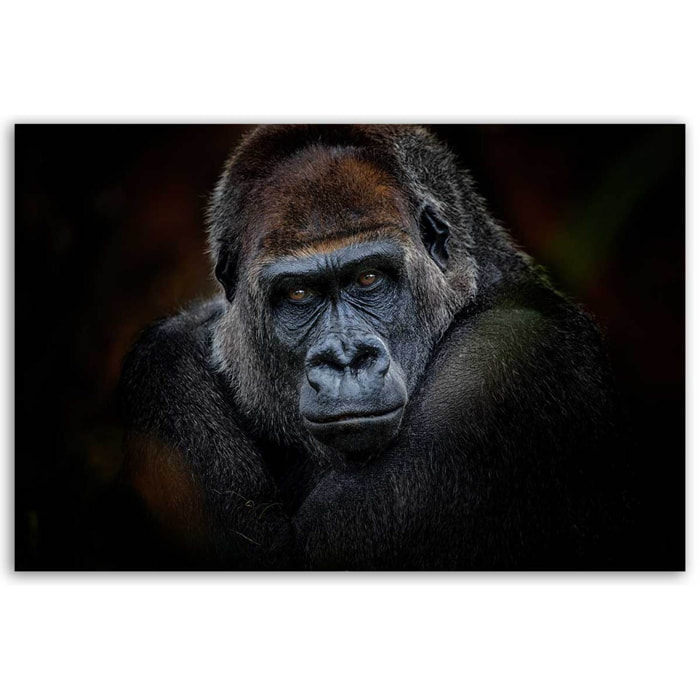 Tableau portrait gorille au regard intense fond sombre Toile imprimée