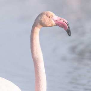 Affiche pastel pink flamingo Affiche sous cadre bois