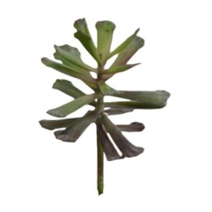 Ramo pianta grassa cmø12h15,2