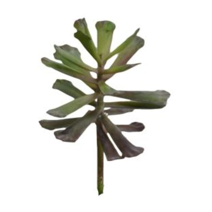 Ramo pianta grassa cmø12h15,2