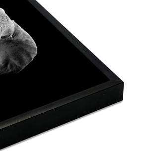 Affiche encadrée éléphant en noir et blanc Affiche + cadre en métal - Noir