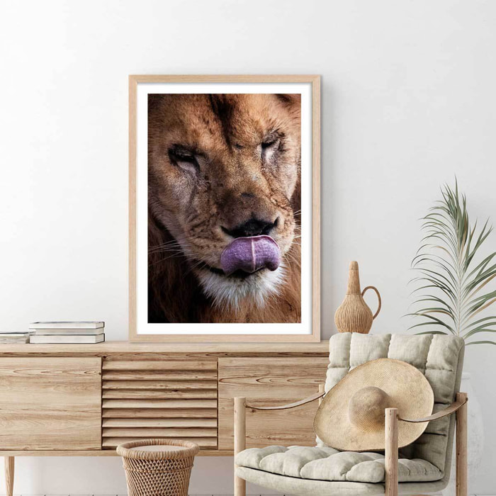 Affiche animaux delice de lion Affiche + cadre en bois - Chêne