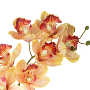 Cymbidium - Pezzi 3 - Colore: Giallo/viola - Bianchi Dino