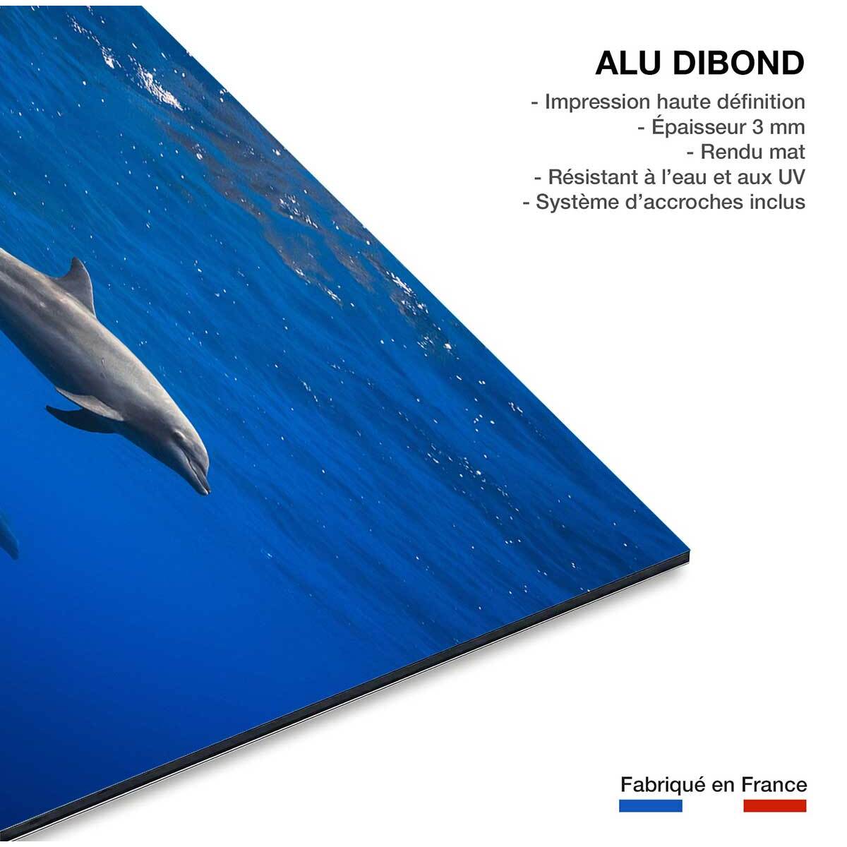 Tableau fond marin Dauphins course en famille Tableau alu Dibond