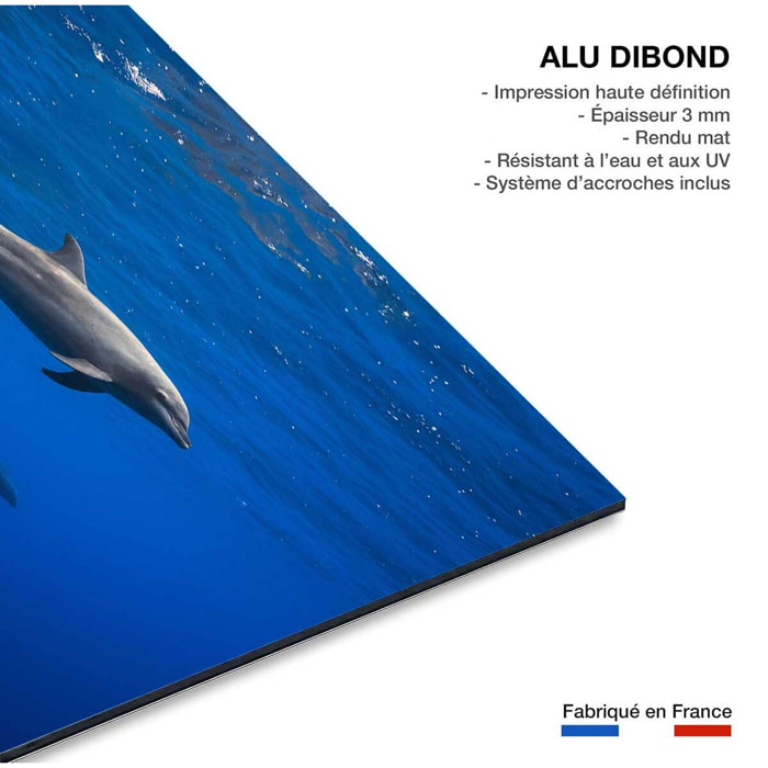 Tableau fond marin Dauphins course en famille Tableau alu Dibond