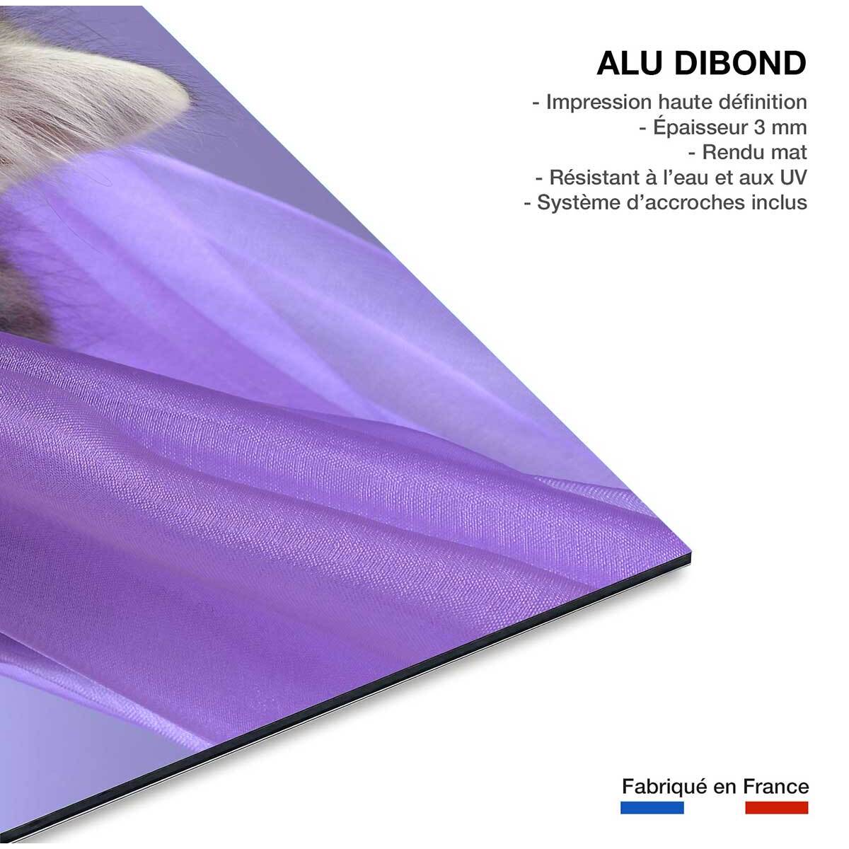 Tableau animaux chat  Tableau alu Dibond