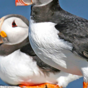 Affiche encadrée macareux sur rocher Affiche + cadre en métal - Noir