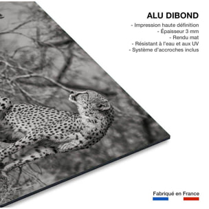 Tableau animaux 3 petits chats Tableau alu Dibond