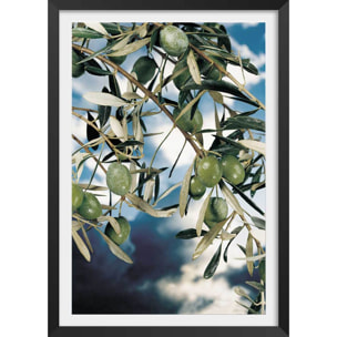Poster kalamata, olivier grec Affiche + cadre en bois - Noir