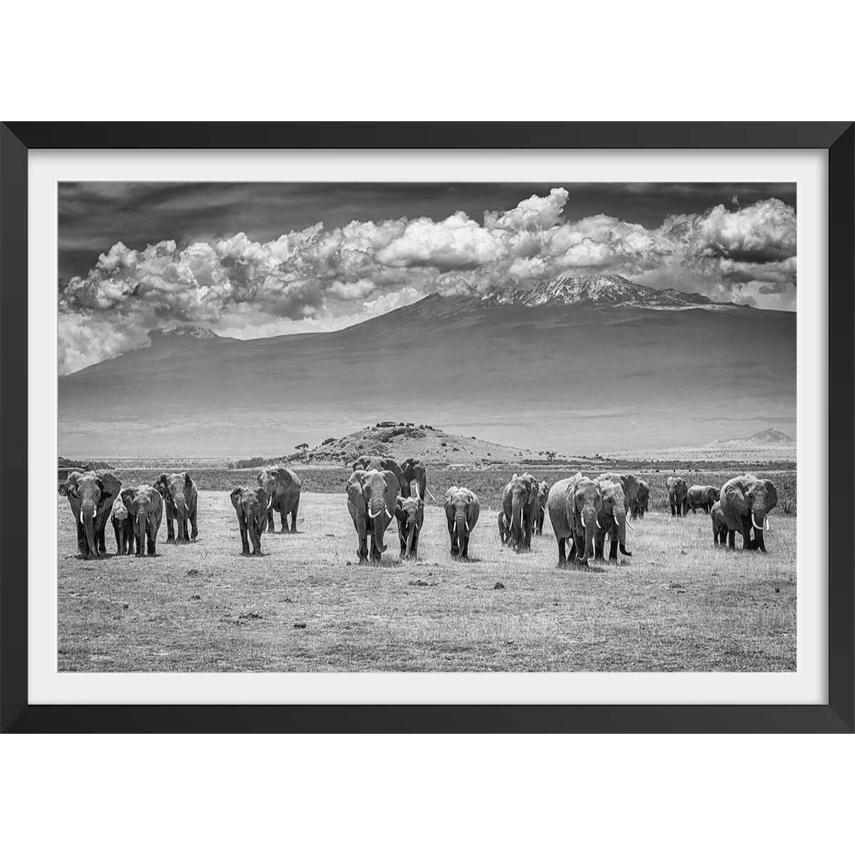 Affiche mysterieux voyage des éléphants Affiche + cadre en bois - Noir