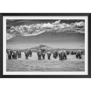 Affiche mysterieux voyage des éléphants Affiche + cadre en bois - Noir