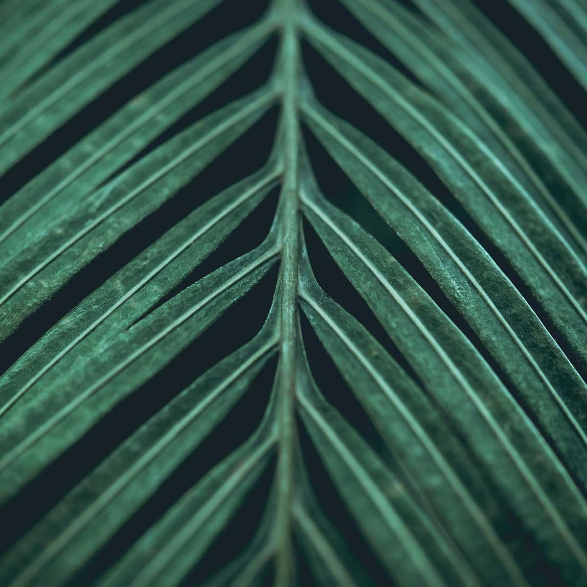 Affiche feuille palmen Affiche + cadre en bois - Chêne