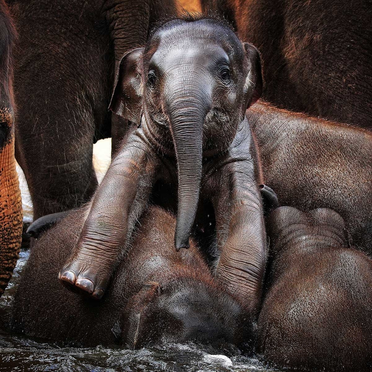 Tableau éléphant petit prince Tableau alu Dibond