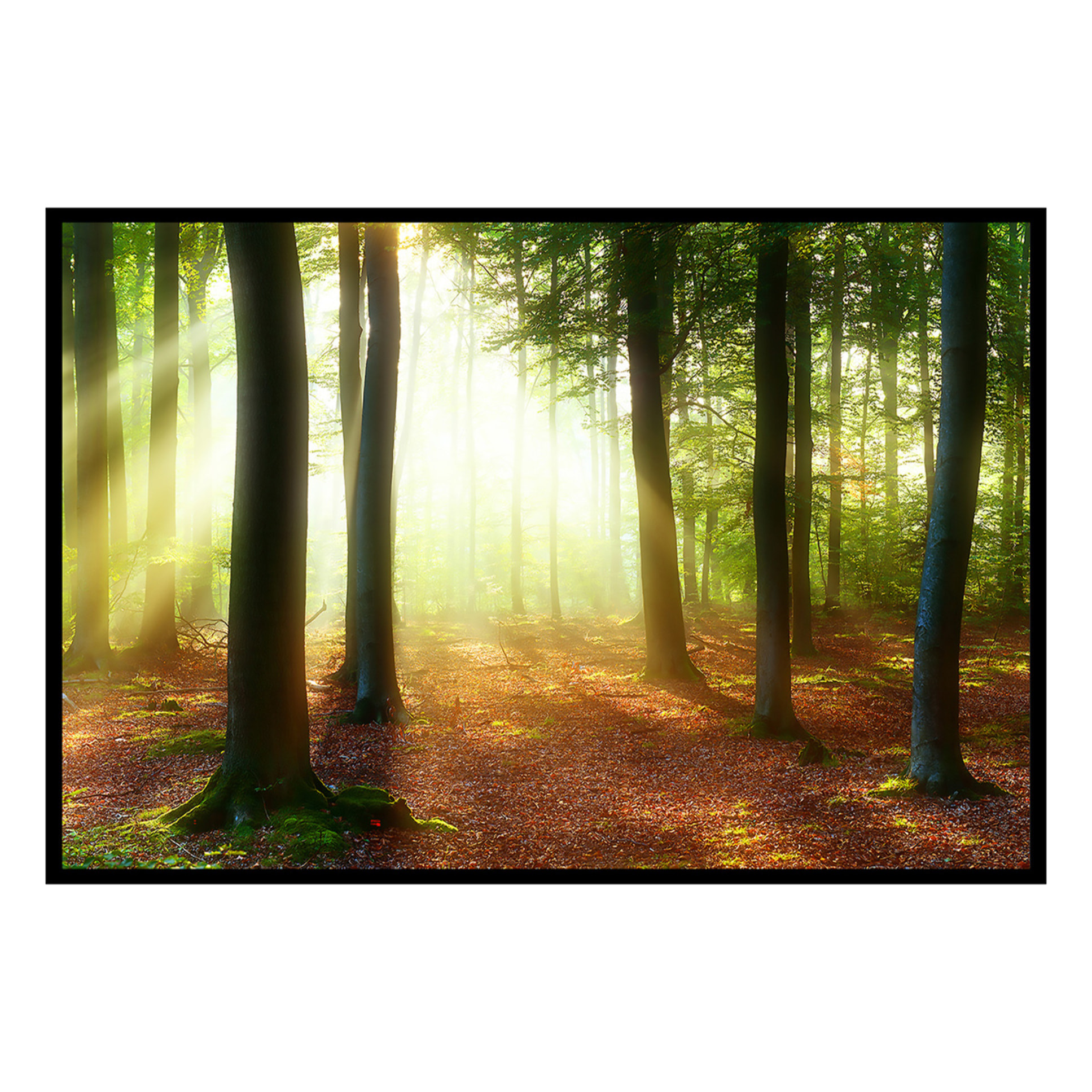 Affiche encadrée forêt lumineuse et rayons de soleil Affiche + cadre en métal - Noir