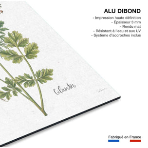 Tableau fleurs Coriandre dessinée Tableau alu Dibond