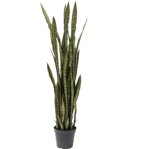 Plante décorative Sansevieria 155cm Kare Design