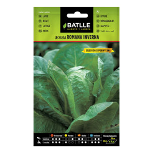 Semillas de Lechuga Inverna sel. Super Inverna Batlle