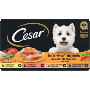 CESAR 32 Barquettes en terrine coeur de légumes pour chien 150g (8x4)