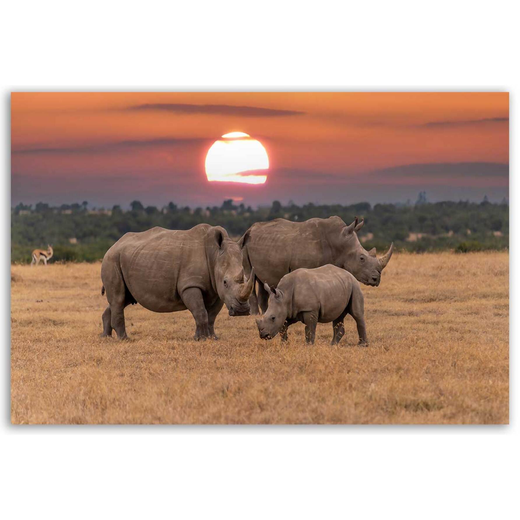 Tableau rhinocéros en famille au coucher du soleil Toile imprimée