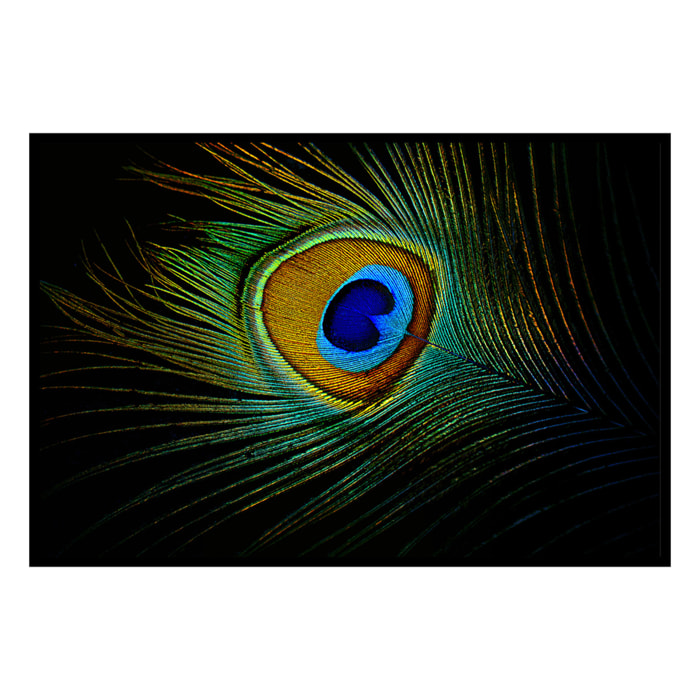Affiche encadrée plume de paon colorée Affiche + cadre en métal - Noir