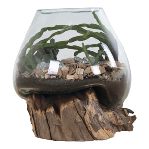 Terrario San Marino in vetro a cupola su base in radice di teak 18x20 cm