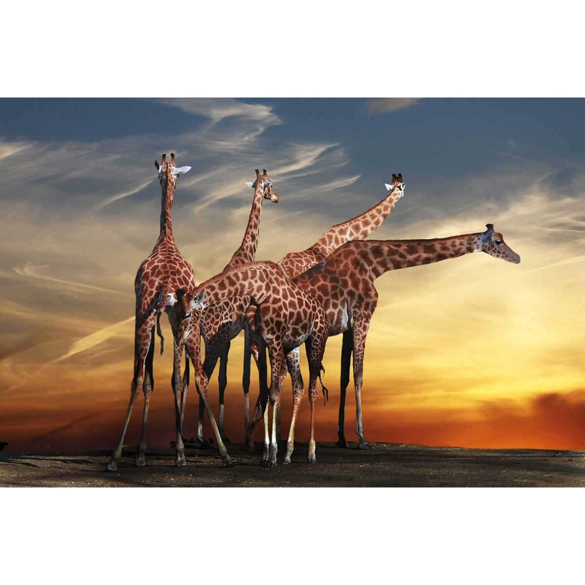 Tableau animaux girafe meeting Toile imprimée